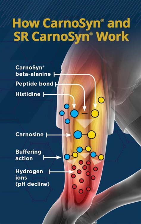 CarnoSyn® Beta.
